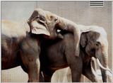 elephants