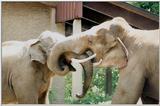 elephants