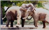 elephants