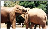 elephants