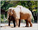elephants