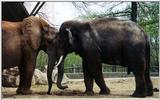 elephants cont