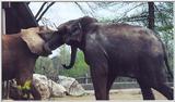 elephants cont