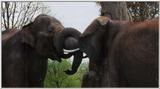 last elephants