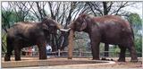 feisty elephants