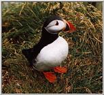 Atlantic puffin-01-by Waco.jpg