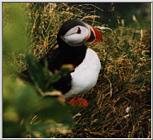 Atlantic puffin-03-by Waco.jpg