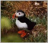 Atlantic puffin-04-by Waco.jpg