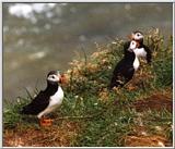 Atlantic puffin-05-by Waco.jpg