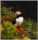 Atlantic puffin-06-by Waco.jpg