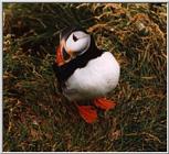 Atlantic puffin-07-by Waco.jpg