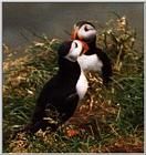 Atlantic puffin-08-by Waco.jpg