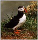 Atlantic puffin-09-by Waco.jpg