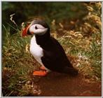 Atlantic puffin-11-by Waco.jpg