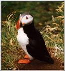 Atlantic puffin-12-by Waco.jpg