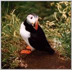 Atlantic puffin-13-by Waco.jpg