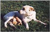 some old and new posts - red heeler and pups