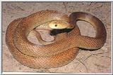 Australian Easton Taipan Snakes jpg