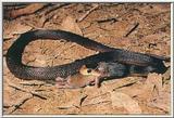 Australian Easton Taipan Snakes jpg