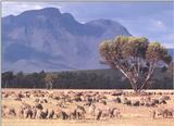 Re: Request:::::::: Turkeys and sheep Australian Marino Cross