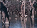 Australian Pelicans breed inland and return to the sea when the young are reared - Pelican02.jpg