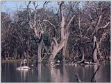 Australian Pelicans breed inland and return to the sea when the young are reared - Pelican03.jpg