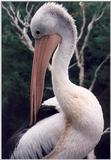 Australian Pelicans breed inland and return to the sea when the young are reared - Pelican07.jpg