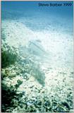 Goatfish