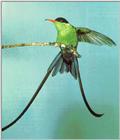 Awhat Bird 19 - Streamertail Hummingbird