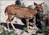 More Hagenbeck Zoo - no tiger this time - juvenile Axis deer (Axis axis) portrait