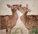 ... and the Tiger food  - Axis Deer snuggling at Hagenbeck Zoo - Chital (Axis axis)