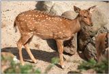 Another rescan/repost plus old version for comparison - Axis deer (Axis axis) in Hagenbeck Zoo