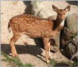 Axis deer (Axis axis) in Hagenbeck Zoo - another shot, caught looking at the camera