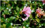 Azalea - Augusta, GA - azal37.jpg