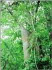 AztecAnts J03-home along tree trunk.jpg [1/1]
