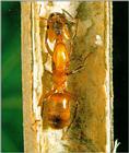 AztecAnts J04-QueenAnt with eggs young.jpg [1/1]