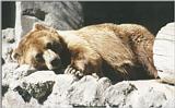Re: REQ PIC's of BEARS
