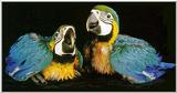 Re: I am looking for parrots... blue-and-gold macaw (Ara ararauna)