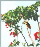 Spot-breasted Oriole? Please identify. - BIRD.jpg