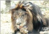 Black Maned Lion #1
