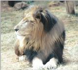 Black Maned Lion #2
