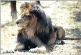 Black Maned Lion #4