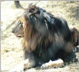 Black Maned Lion #5