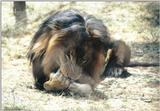 Black Maned Lion #6