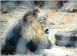 Black Maned Lion #7