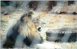 Black Maned Lion #8