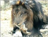 Black Maned Lion #9