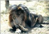 Black Maned Lion #11