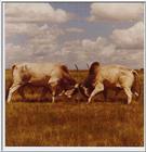 Charging bulls