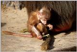 Baby Monkey...